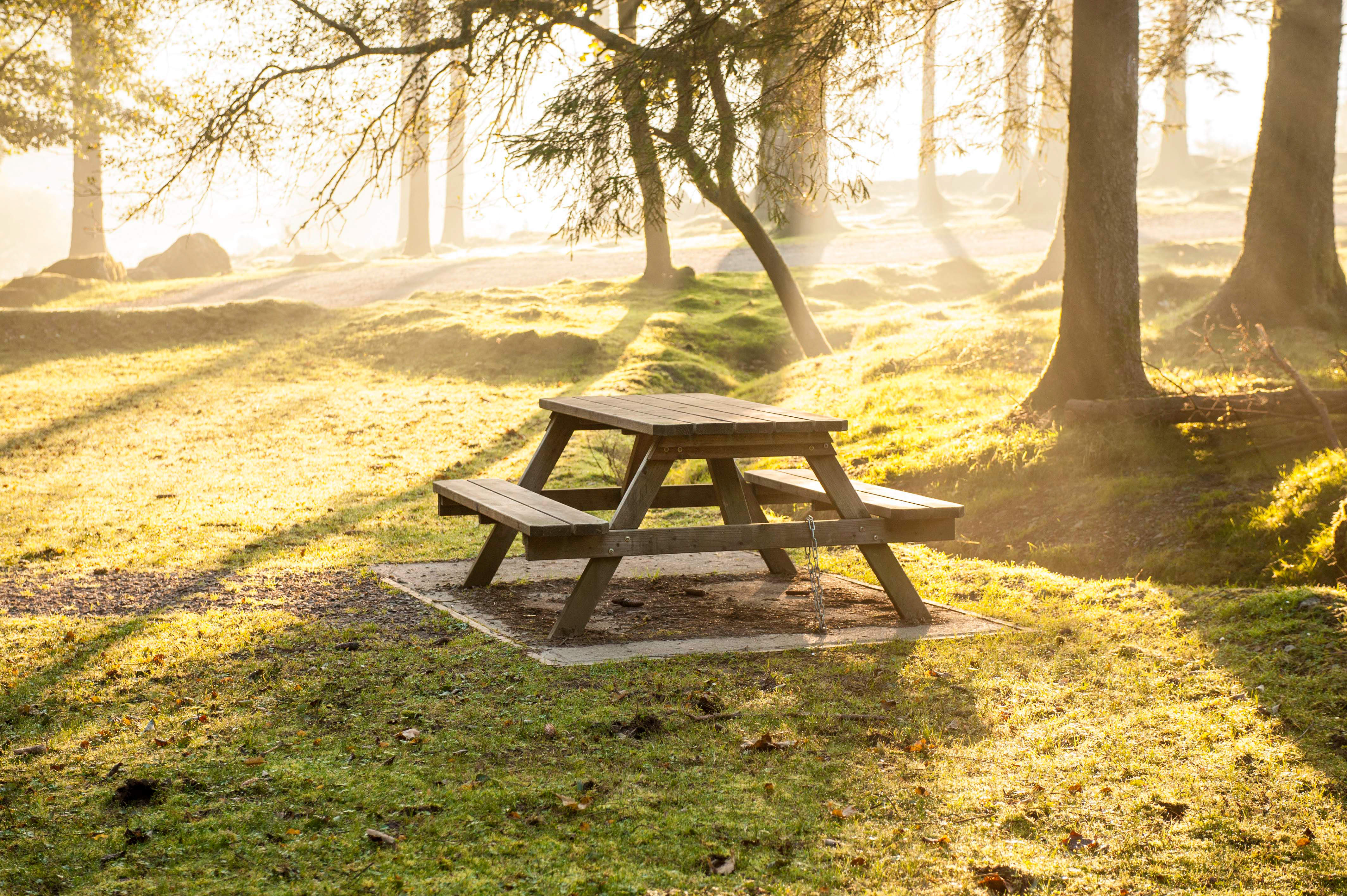 Forest Picnic Telegraph